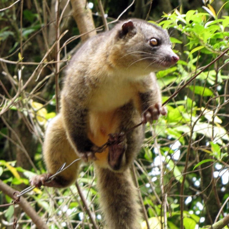 The Olingo: A Fascinating Animal of the Tropical Rainforests
