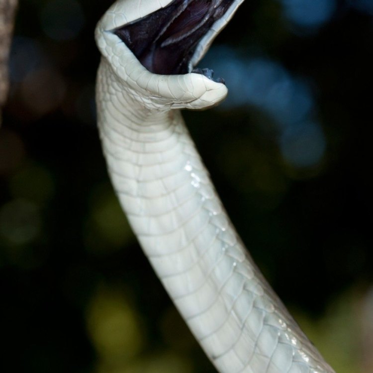The Black Mamba: A Deadly and Fascinating Snake of Africa