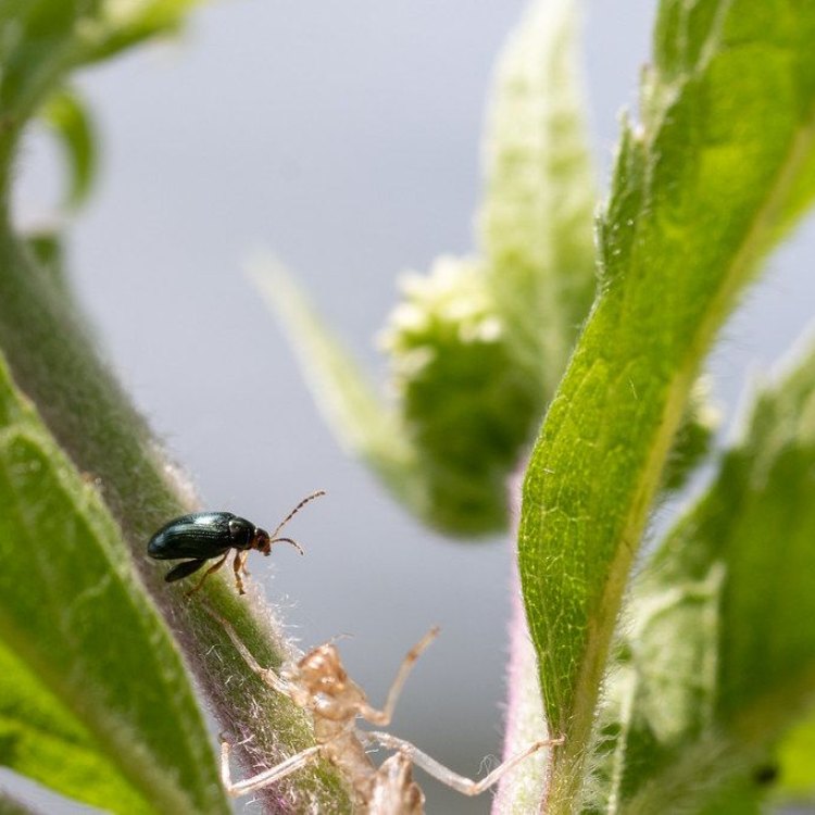 The Incredible Flea Beetle: A Tiny Insect with Mighty Capabilities