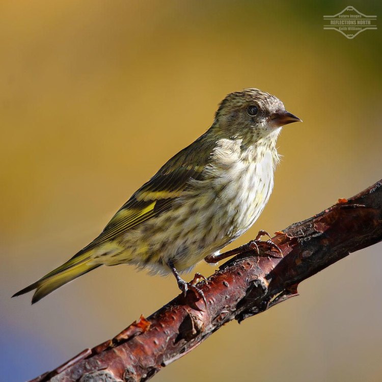The Adaptable Pine Siskin: A Small Bird with a Big Personality