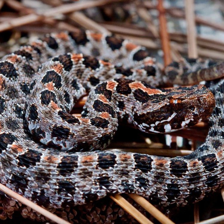 The Fascinating World of the Pygmy Rattlesnake