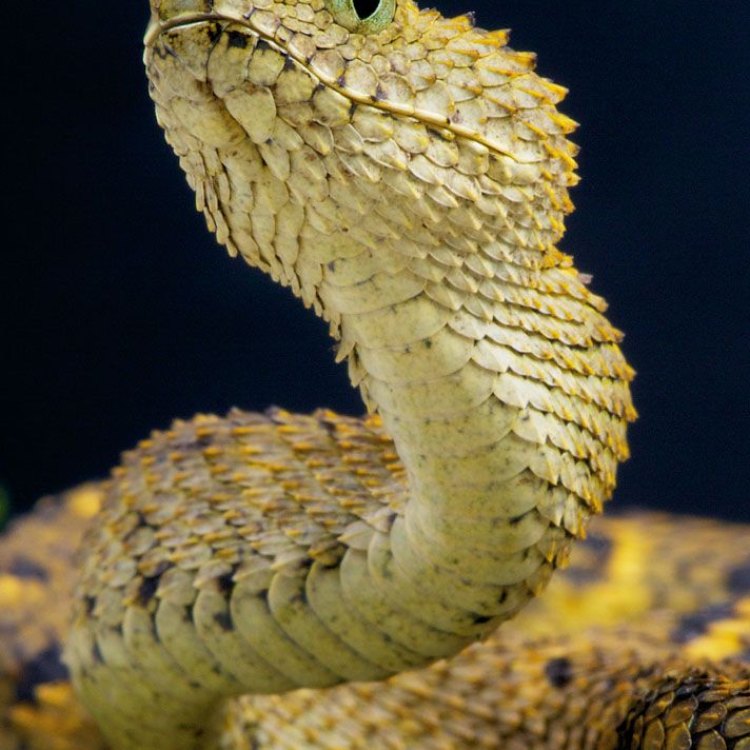 The Horned Viper: A Fascinating Creature of the Desert