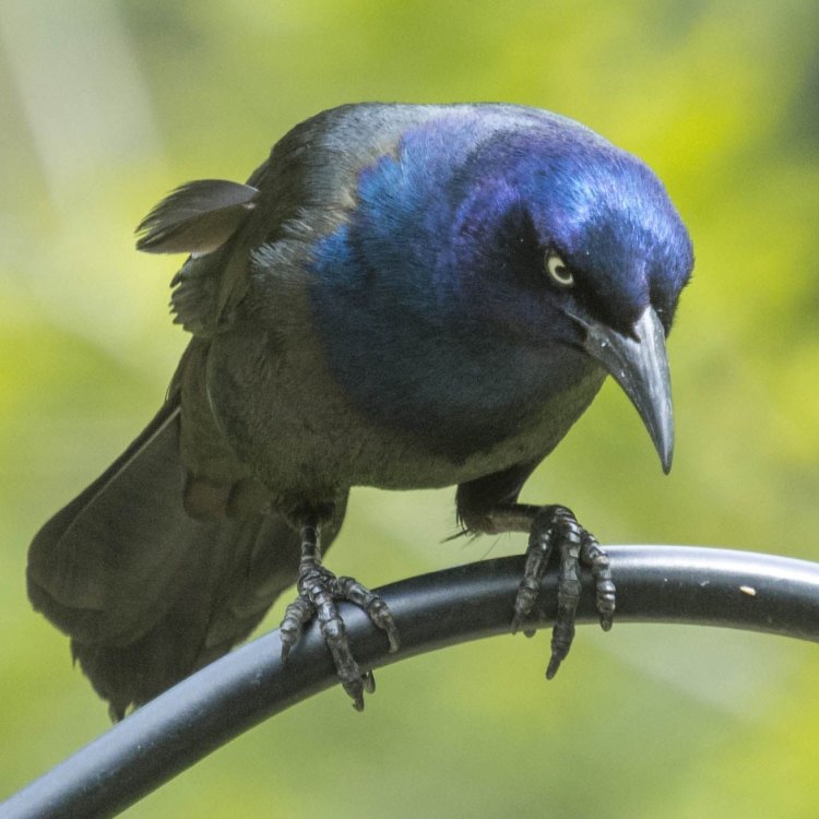 The Fascinating World of the Common Grackle: A Master of Adaptability