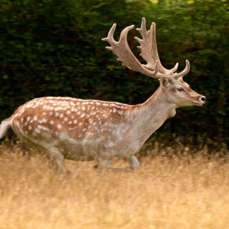 Fascinating Facts About Fallow Deer: A Graceful Species of Cervidae