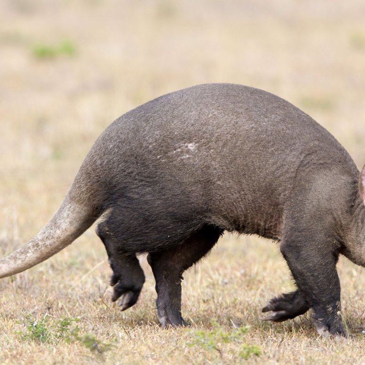 The Aardvark: A Fascinating Creature of the African Savannas