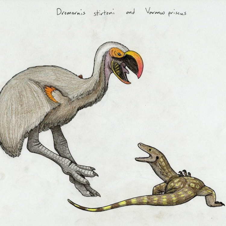 Dromornis Stirtoni