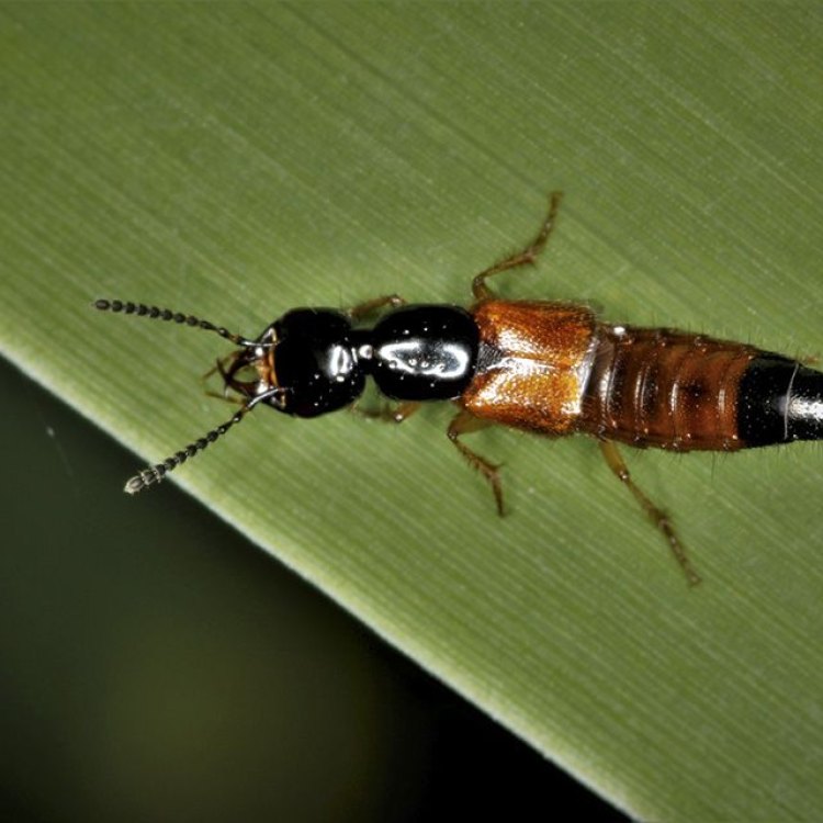 The Fascinating Rove Beetle: A Master Predator of the Insect World