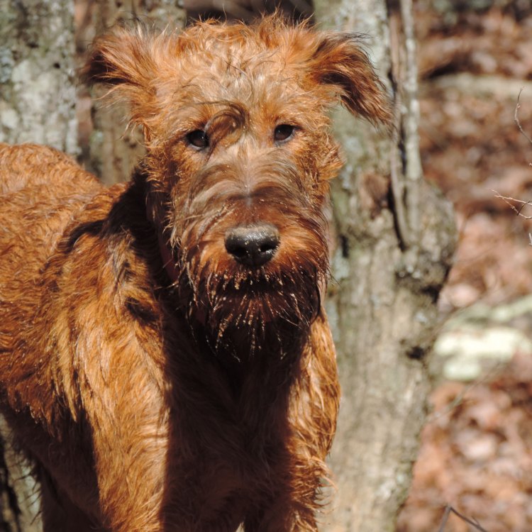 The Beautiful and Brave Irish Terrier: An Icon of Ireland