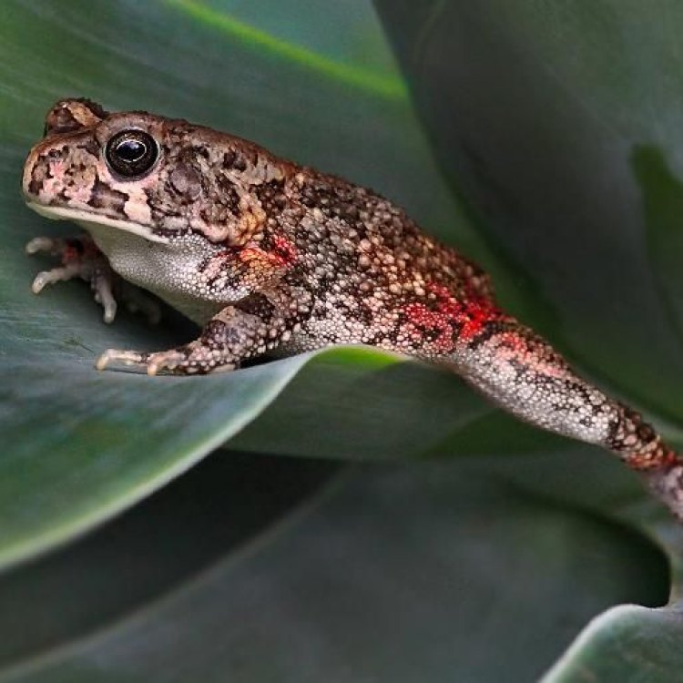 The Fascinating World of the African Tree Toad