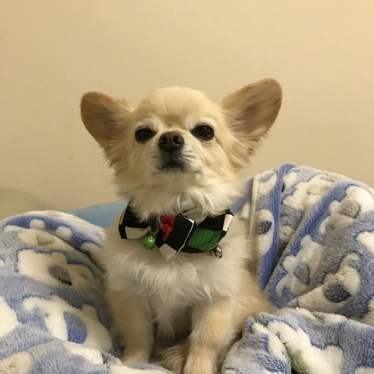 The Charming and Mighty Chihuahua: A Small Dog with a Big Personality