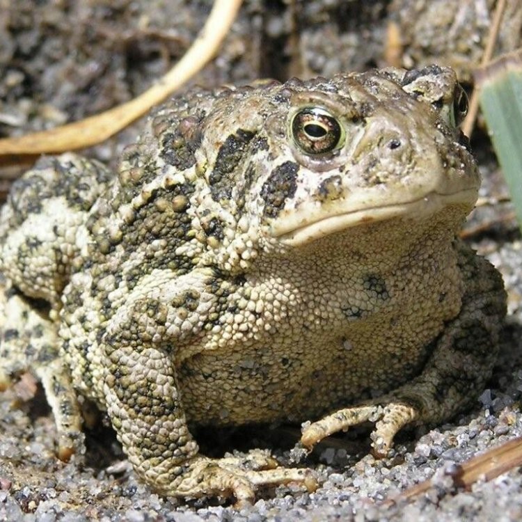 The Fascinating Wyoming Toad: A Story of Survival and Restoration