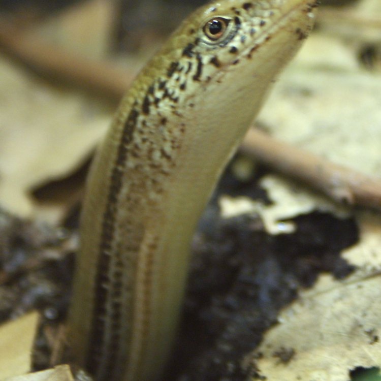 The Unique and Mysterious Glass Lizard – A Close Look at the Slender and Snake-Like Reptile