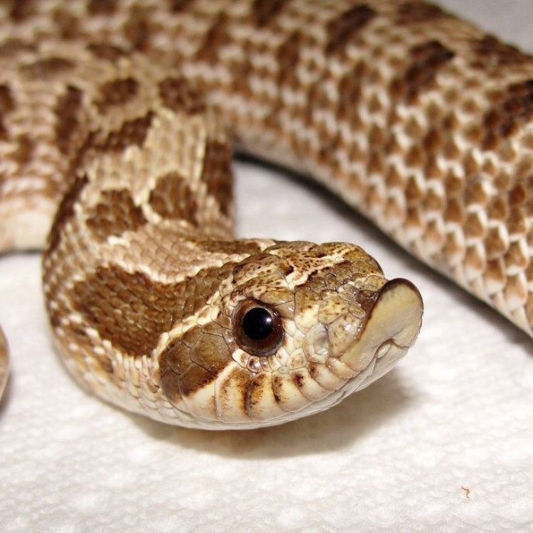 The Fascinating World of the Western Hognose Snake