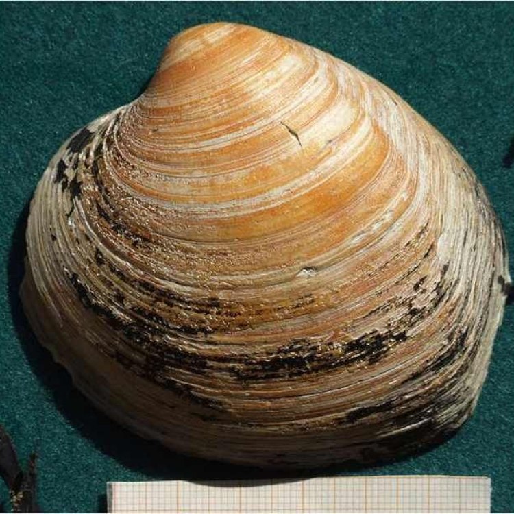 The Fascinating World of the Quahog Clam: Discovering the Bivalve Wonder
