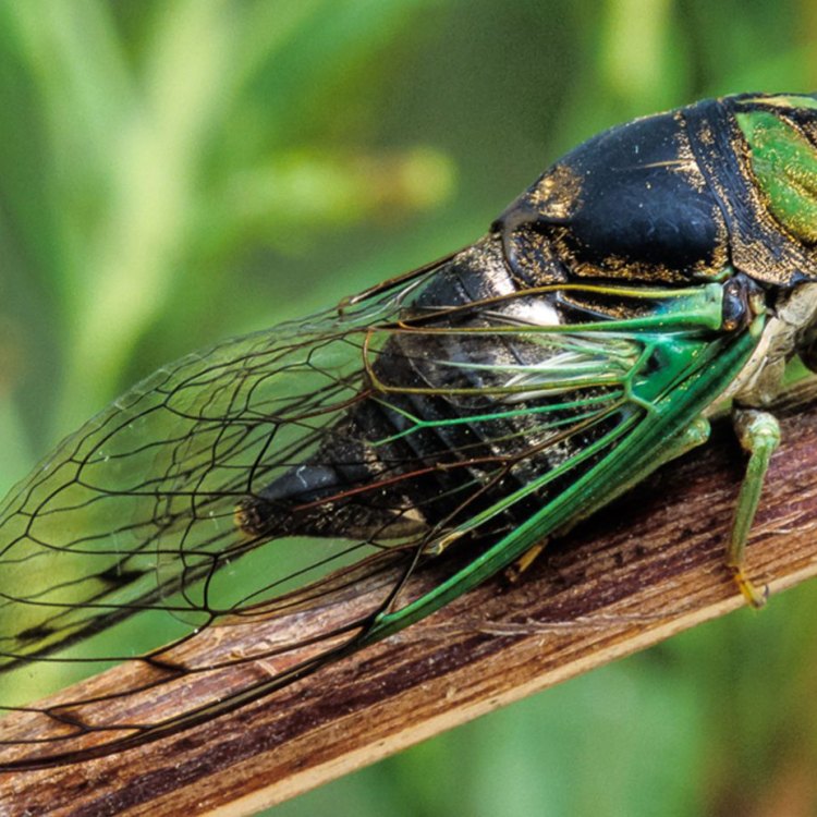 The Fascinating World of Cicadas: Nature's Hidden Singers