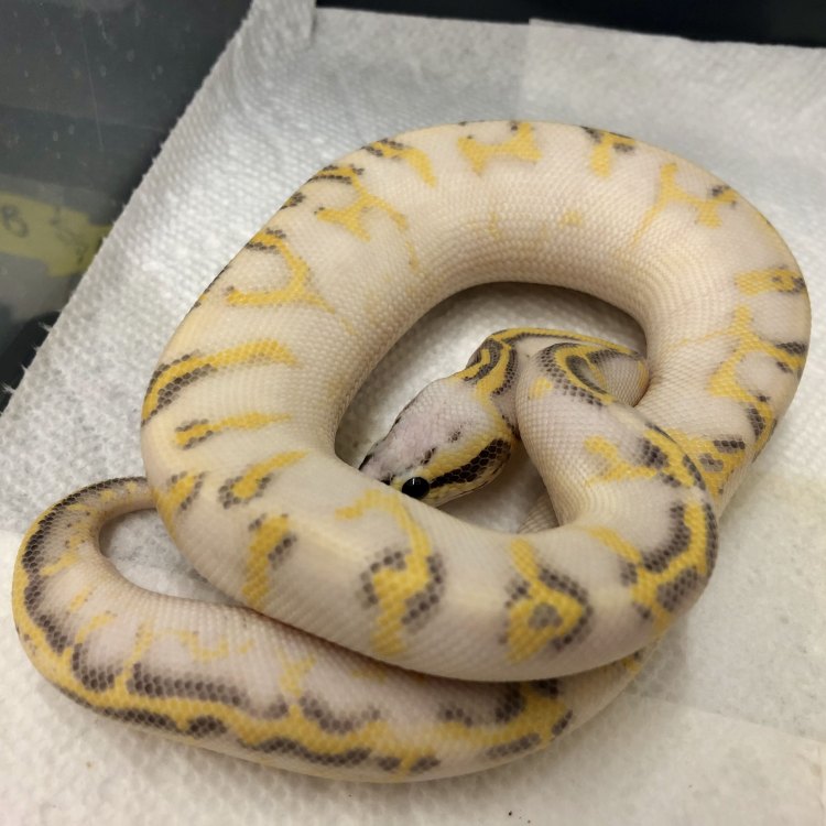 The Fascinating Super Pastel Ball Python: A Marvel of Nature's Artistry