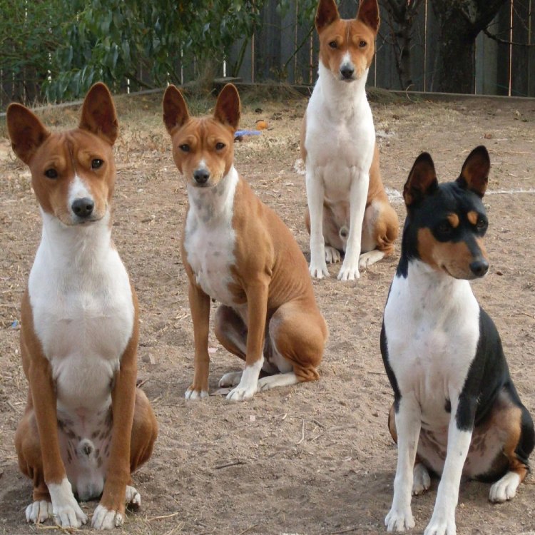 The Basenji Dog: A Fascinating Breed from Africa