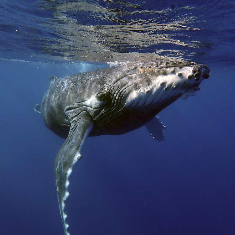 The Majestic Humpback Whale: A Creature of Wonder and Grace