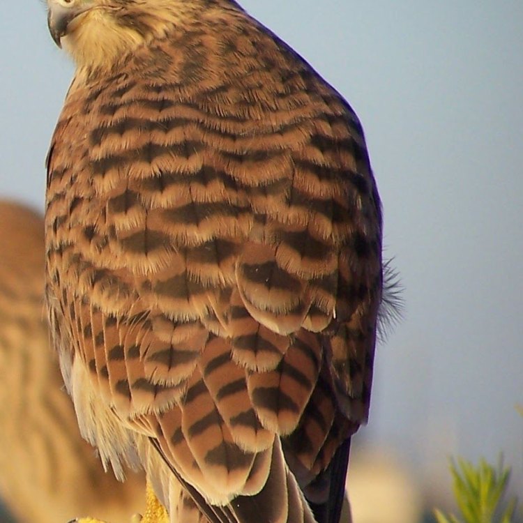 The Kestrel: A Majestic Falcon Making its Mark Across the Globe