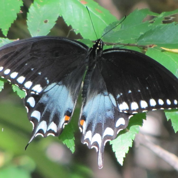 The Beautiful and Fascinating Black Swallowtail Butterfly