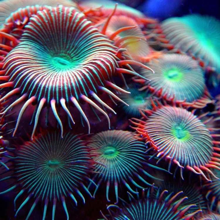 The Diverse World of Coral: A Closer Look at Anthozoa