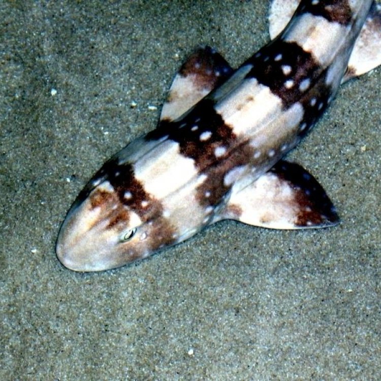 The Secret Life of the Bamboo Shark: How the Ocean's Stealthy Hunter Flourishes