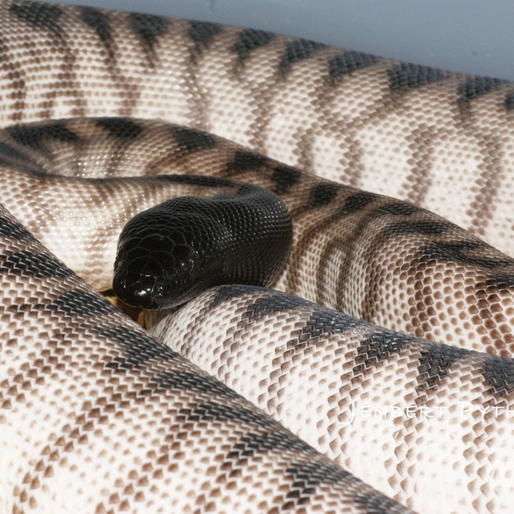 Unveiling the Mysteries of the Black Headed Python