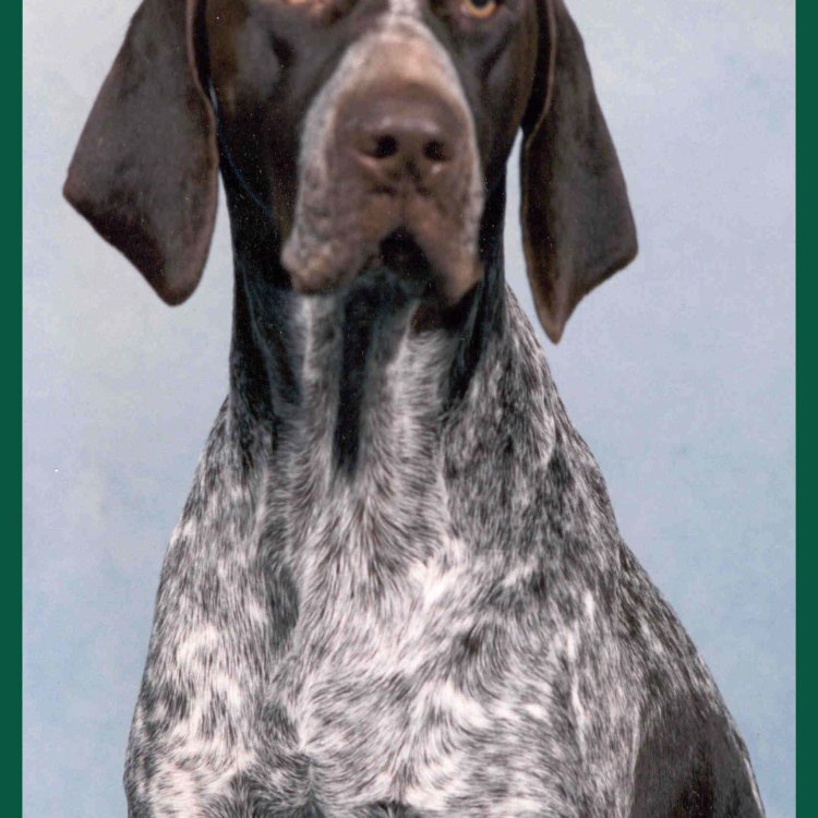 The Beautiful and Versatile Pointer: A Loyal Companion and Top-Notch Hunter
