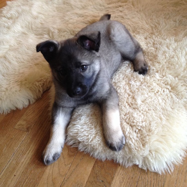The Brave and Beautiful Norwegian Elkhound: A True Viking of a Dog