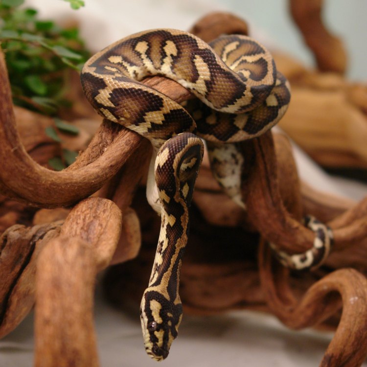 The Marvelous Carpet Python: A Reptile Like No Other