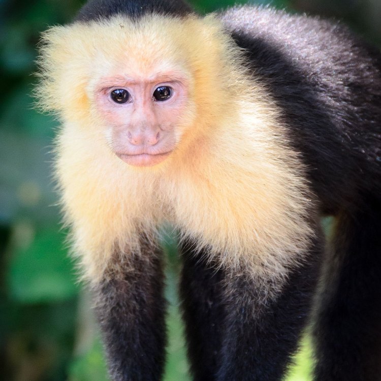 The Intelligent and Adaptable Capuchin Monkey