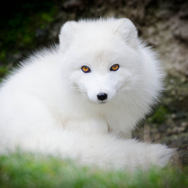 The Amazing Adaptations of the Arctic Fox: Surviving the Harsh Tundra