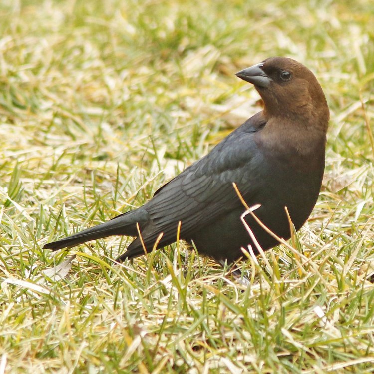 The Fascinating Brown Headed Cowbird: A Master of Adaptability and Survival