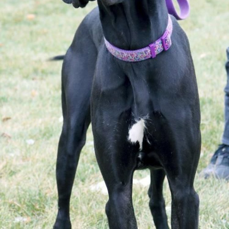 The Great Dane Mix: A Majestic and Gentle Giant of the Canine Kingdom