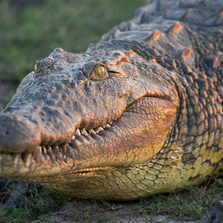 The Mighty Nile Crocodile: A Fierce Predator of Sub-Saharan Africa