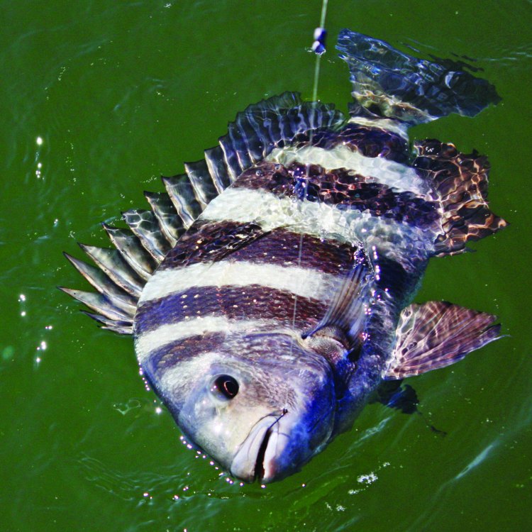 The Mysteries of the Sheepshead Fish: A Unique Creature of the Atlantic Ocean