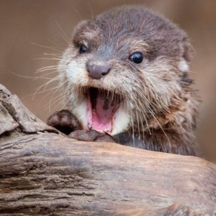 The Fascinating World of Otters: Adorable Aquatic Mammals