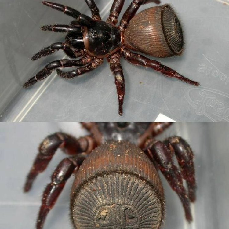 The Fascinating World of the Trapdoor Spider