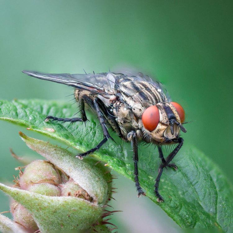 The Mighty Horsefly: Nature's Bloodsucking Fly