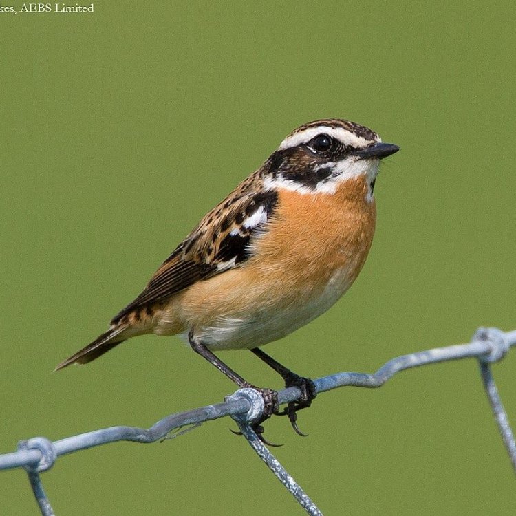 The Whinchat: A Hidden Gem of the Countryside