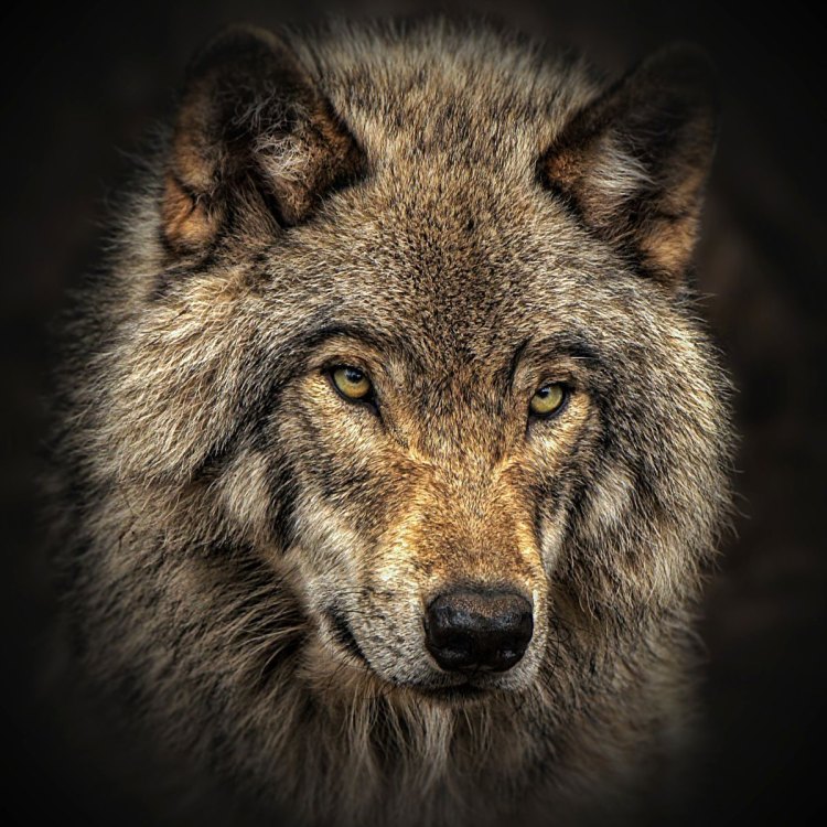 The Majestic Gray Wolf: A Powerful and Intelligent Carnivore