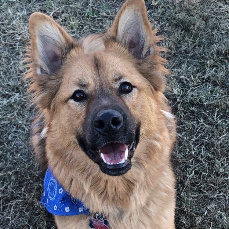 The Unique and Loyal Companion: Chow Shepherd