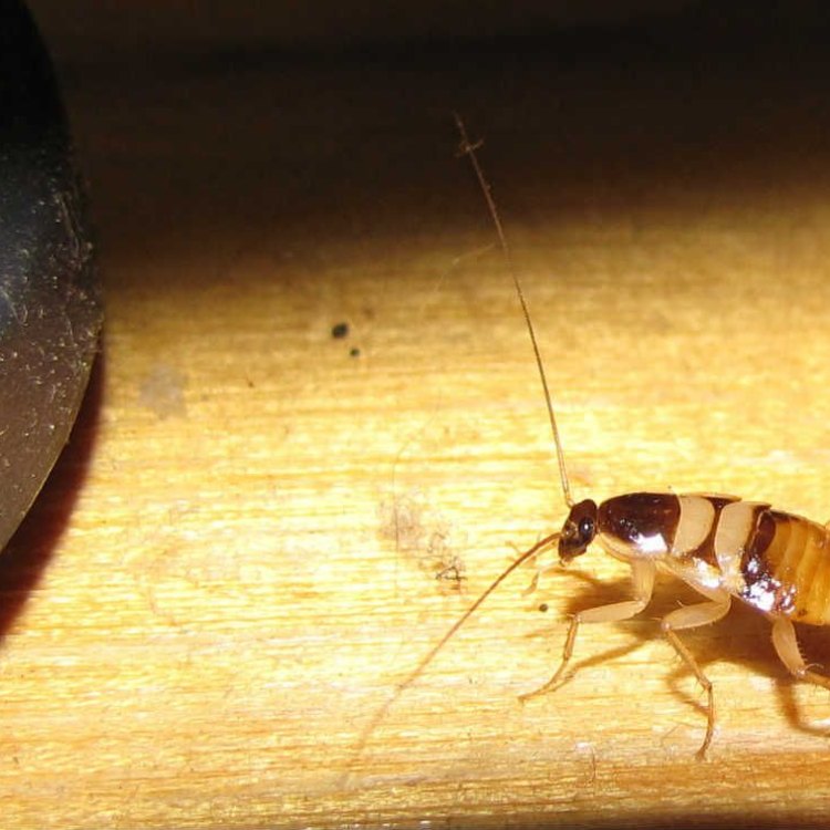 The Brown Banded Cockroach: A Small but Mighty Insect