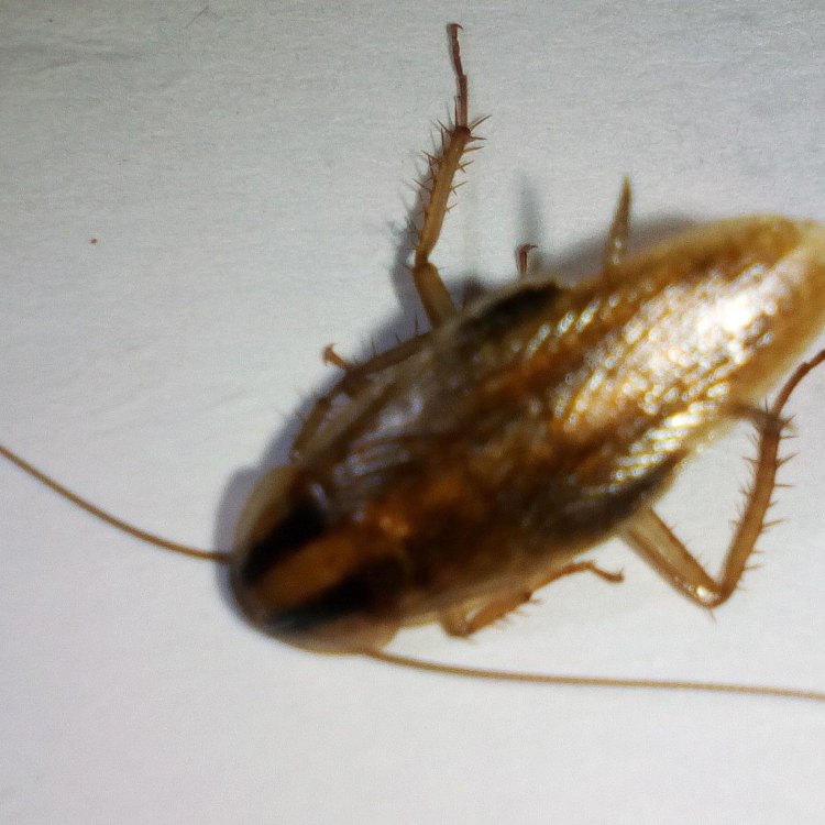 The Persistent Pest: An Overview of the German Cockroach