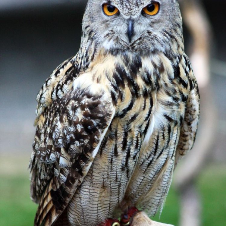 The Regal Hunter of the Night: A Spotlight on the Eurasian Eagle Owl