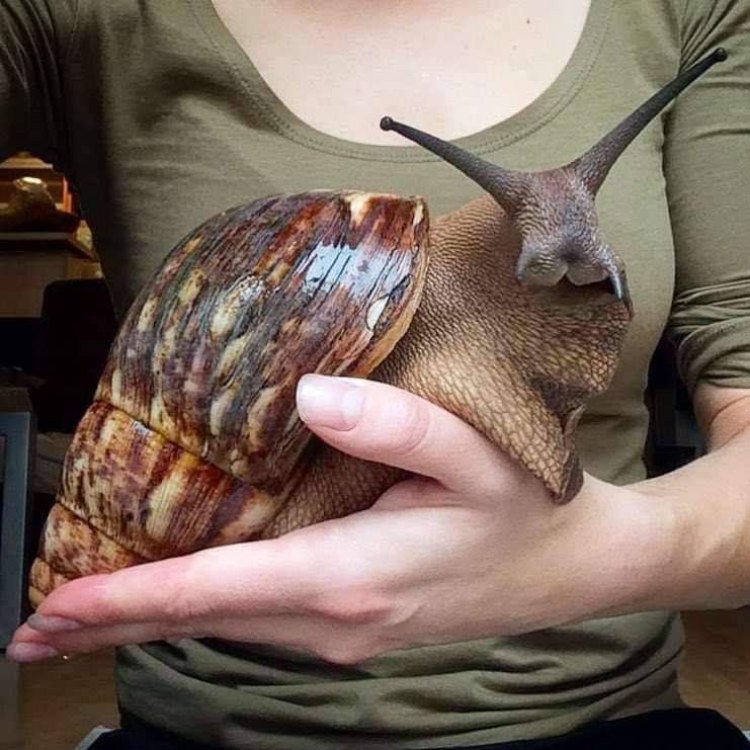 The Remarkable Adaptations of the Giant African Land Snail