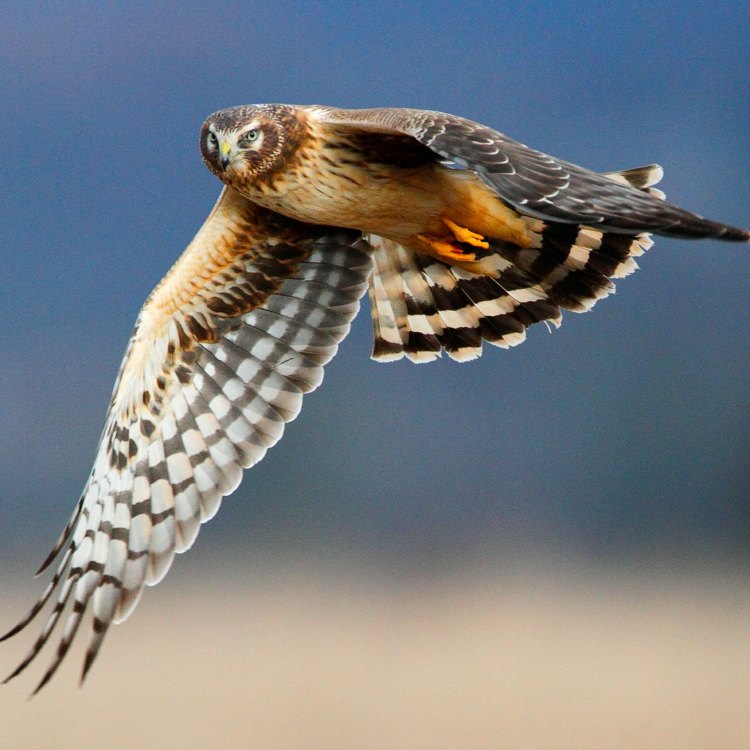 A Majestic Hunter: The Northern Harrier