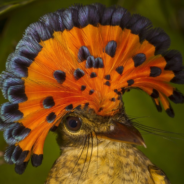 The Magnificent Amazonian Royal Flycatcher