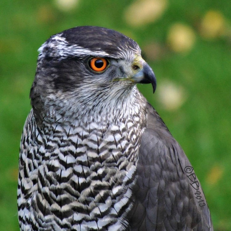 The Magnificent Goshawk: A Master of the Skies