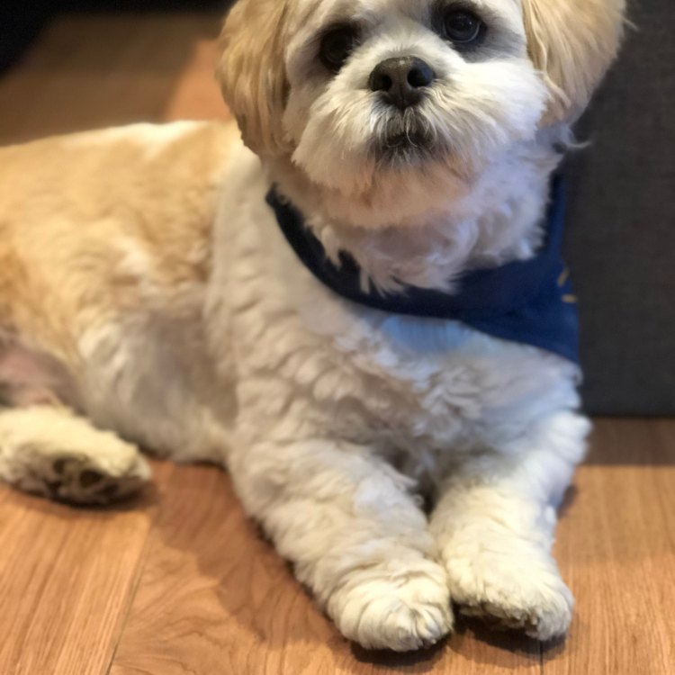 The Lhasapoo: A Domesticated Delight